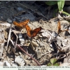 melitaea arduinna1 male4